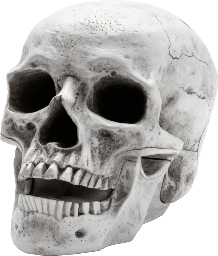 Human head skelton 2025